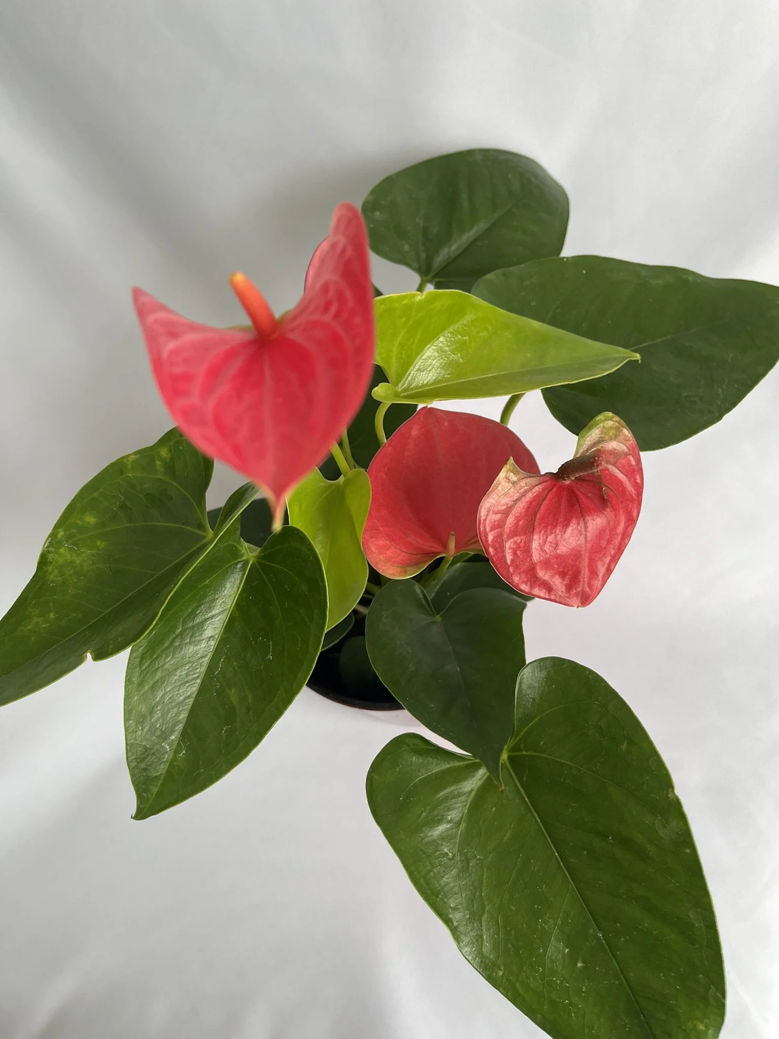 4" Anthurium