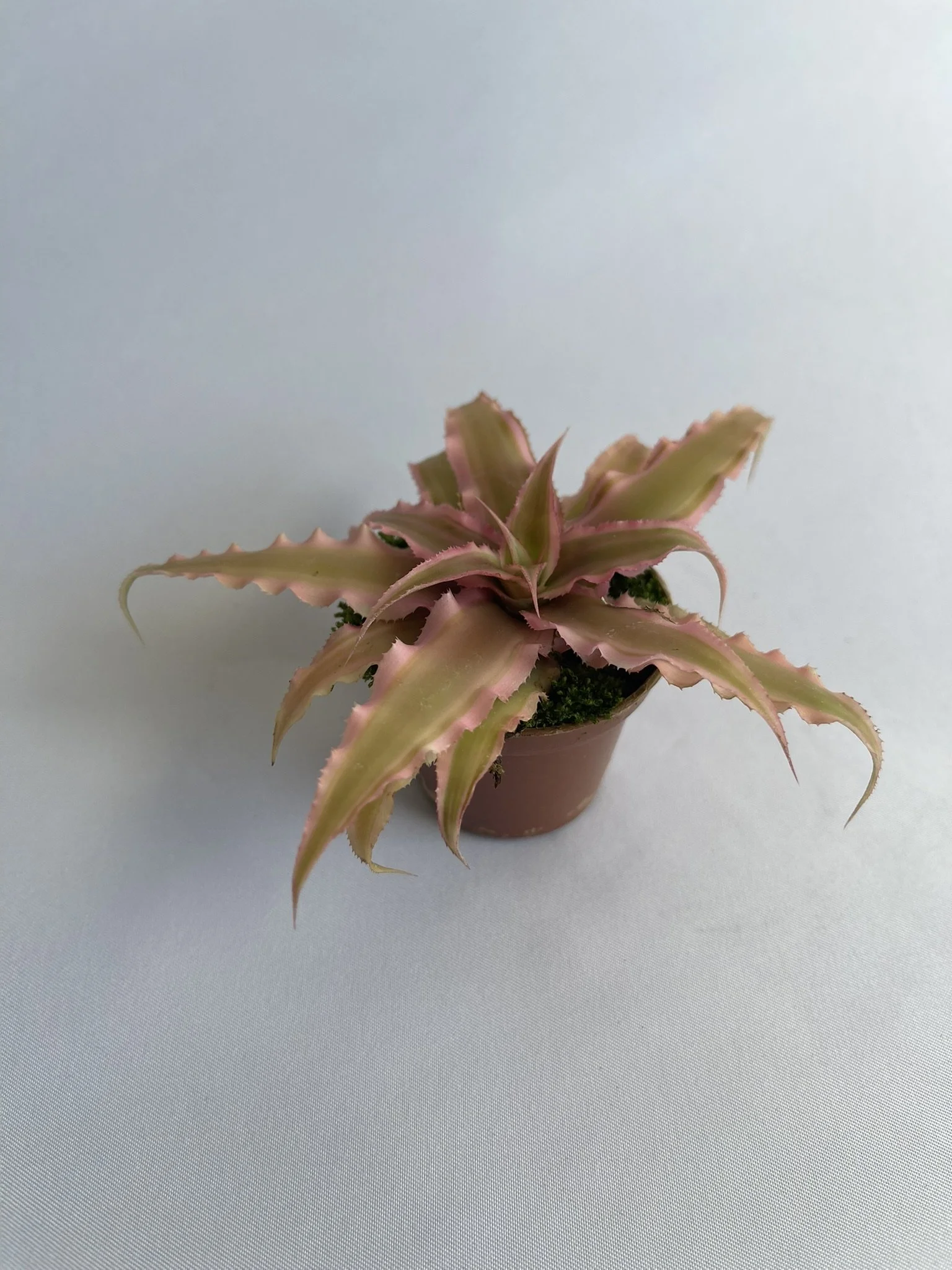 2.5" Cryptanthus - Star-Shaped Succulent