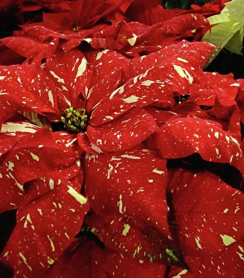 Red-Glitter-Poinsettia.jpg