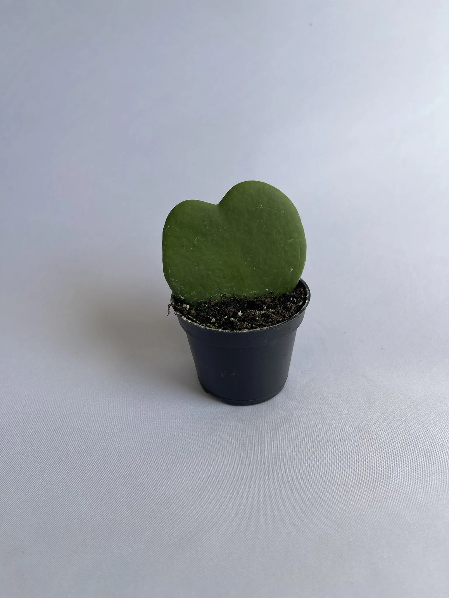 2.5" Hoya Heart "Kerri" Leaf