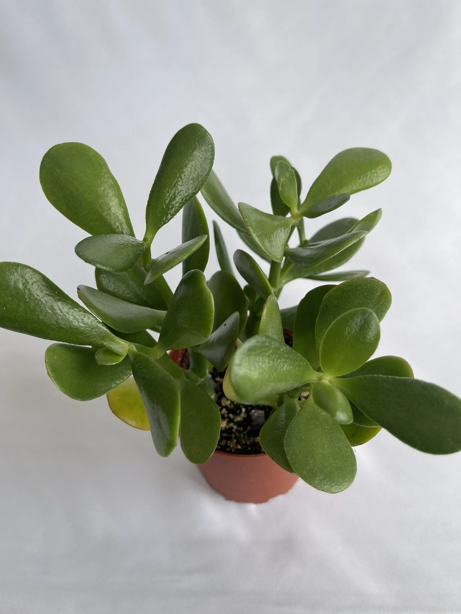 3" Jade, Crassula