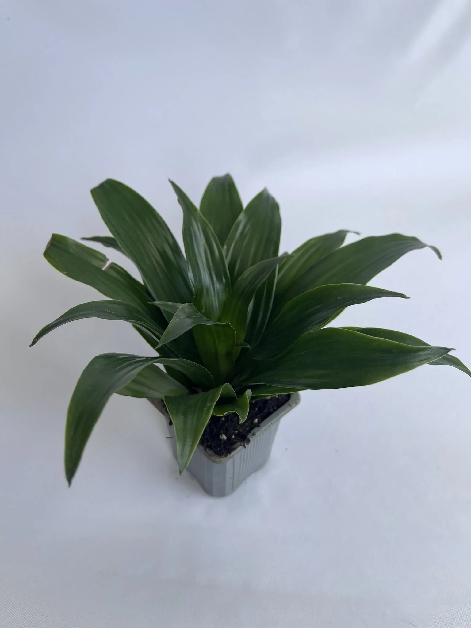 3" Dracaena Compacta