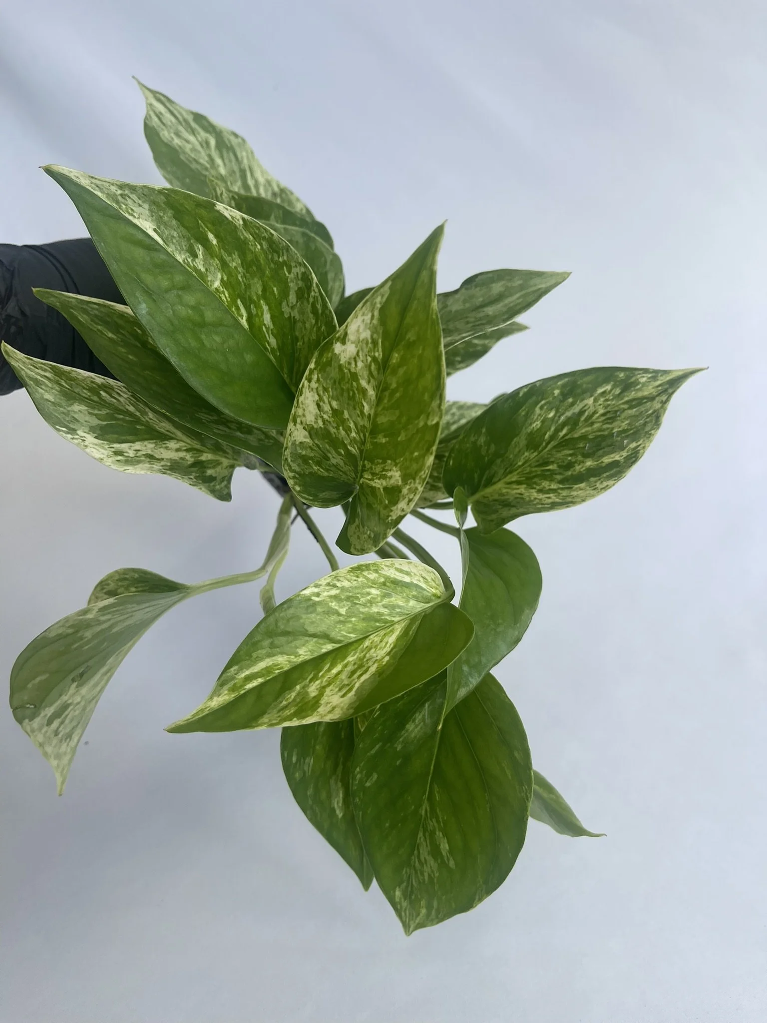 3" Pothos, Marble Queen