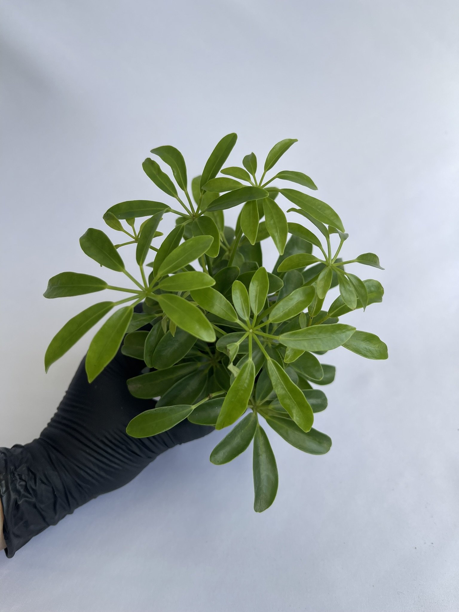 3" Schefflera Arboricola