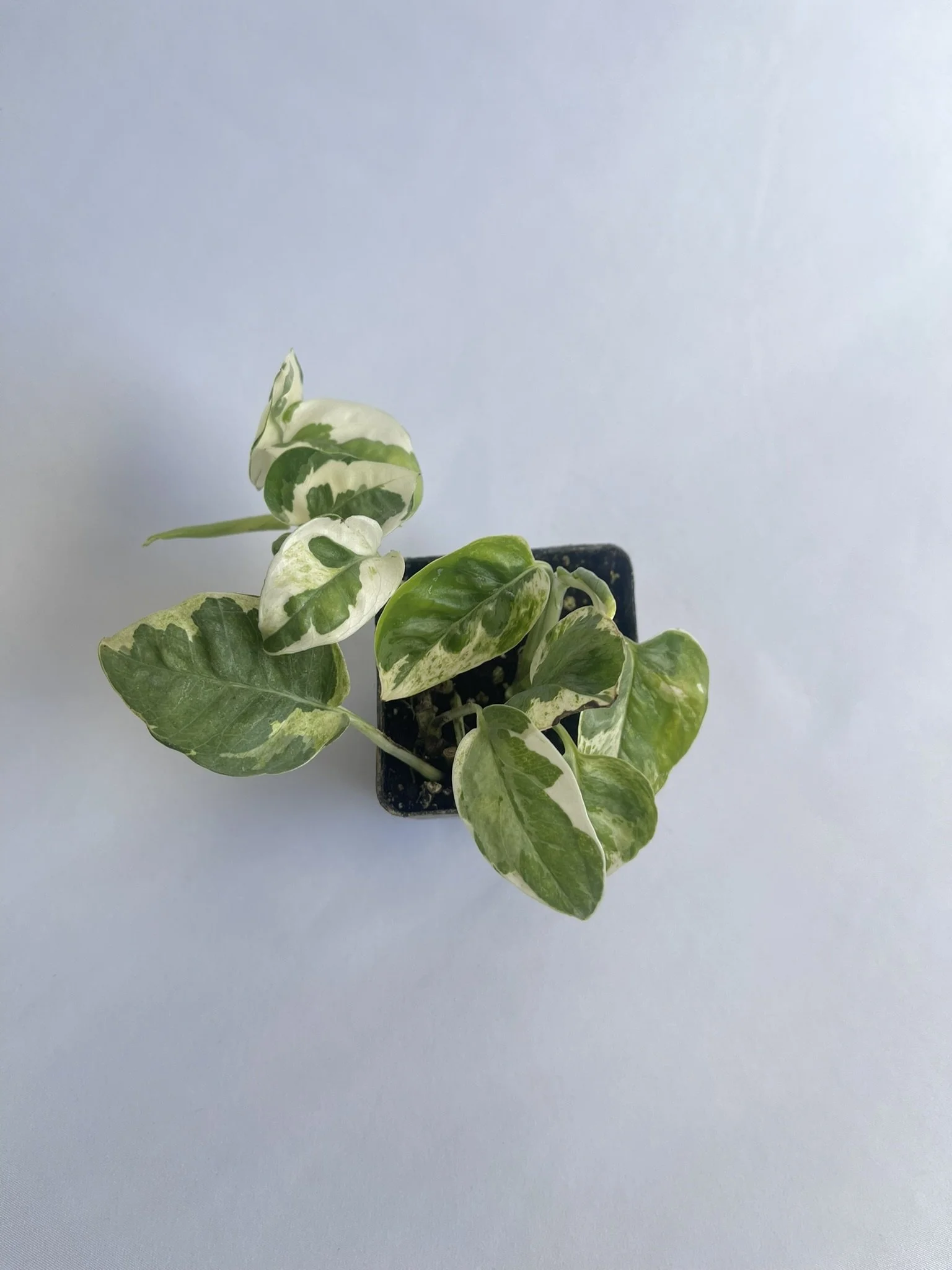 3" Pothos, Pearl and Jade