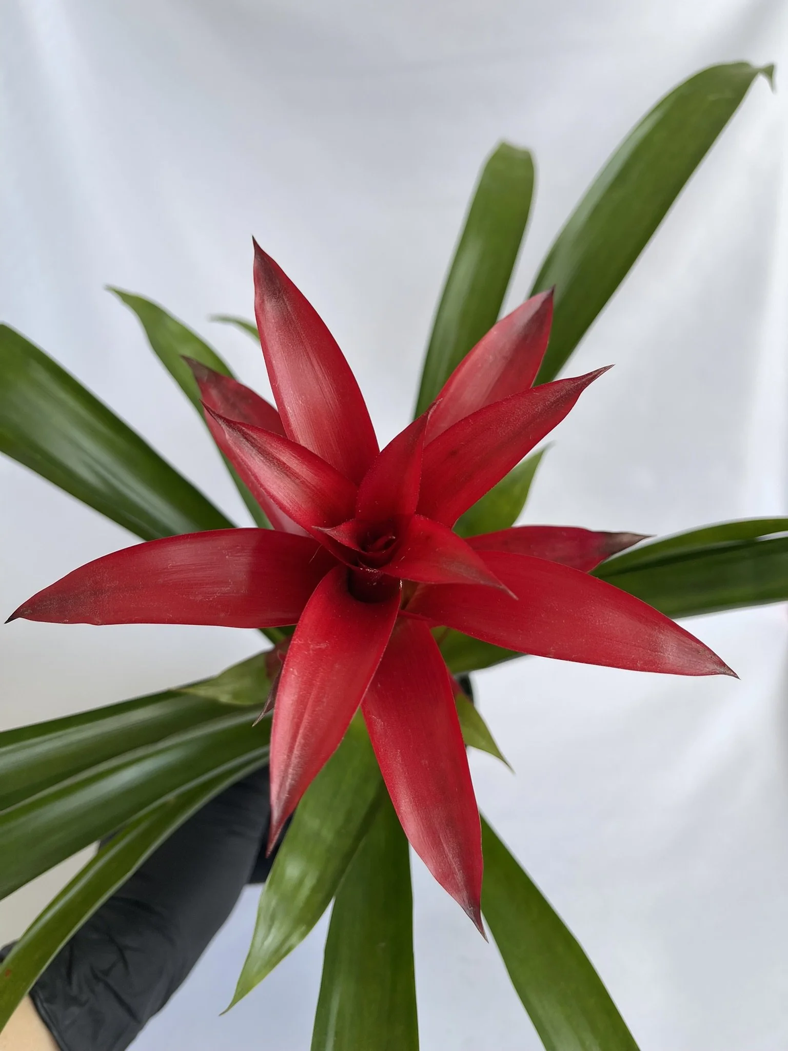 4" Bromeliad, Guzmania