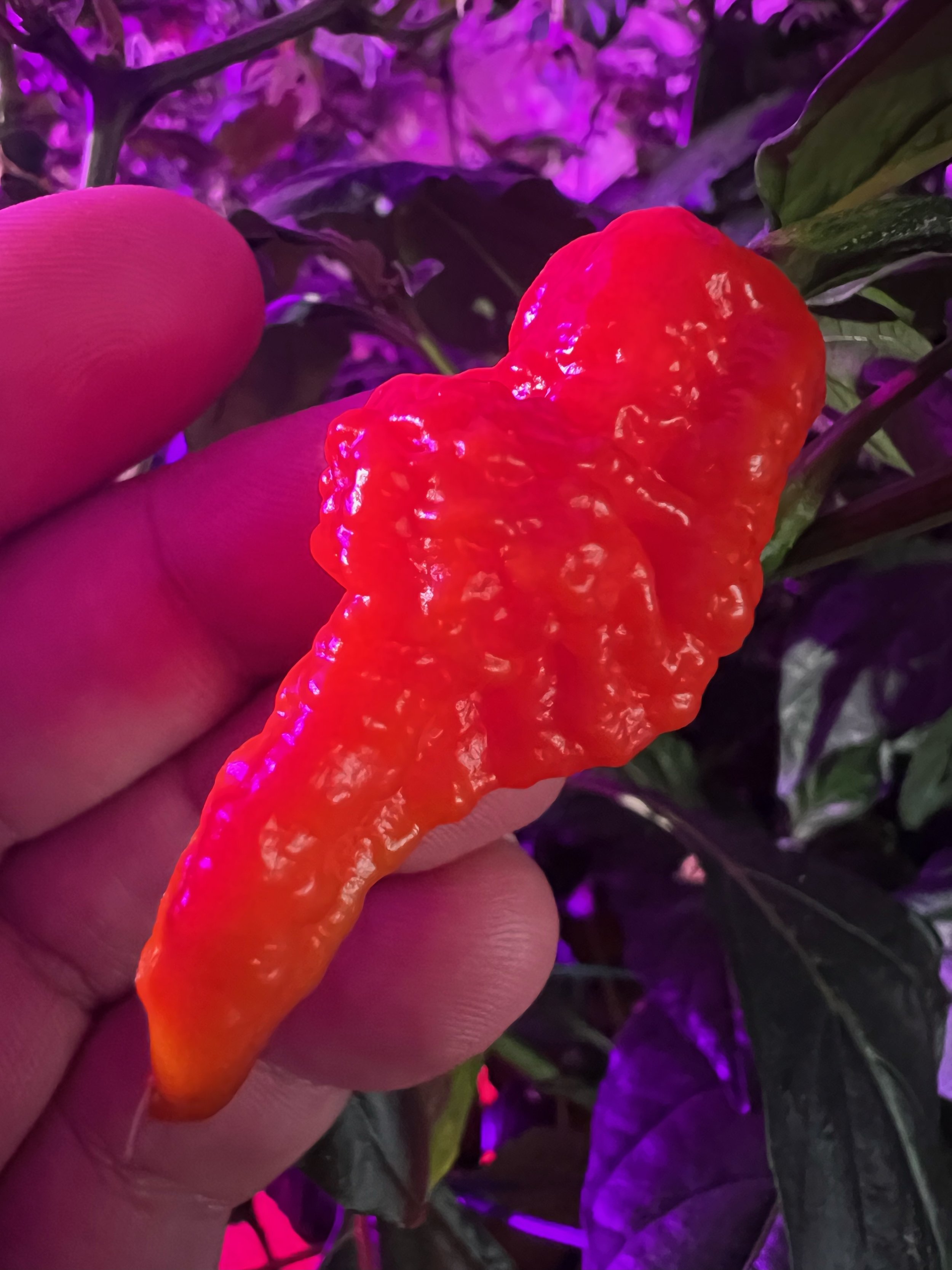 Purple Massacre Seeds