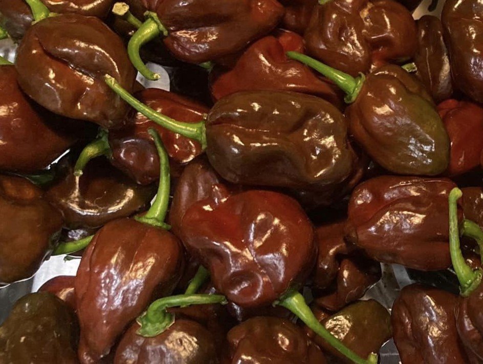 ChocolateHabanero3.jpg