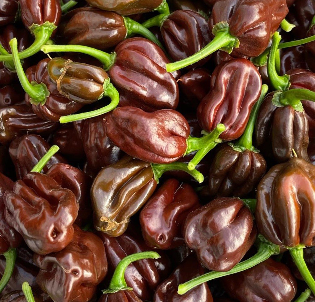 ChocolateHabanero1.jpg
