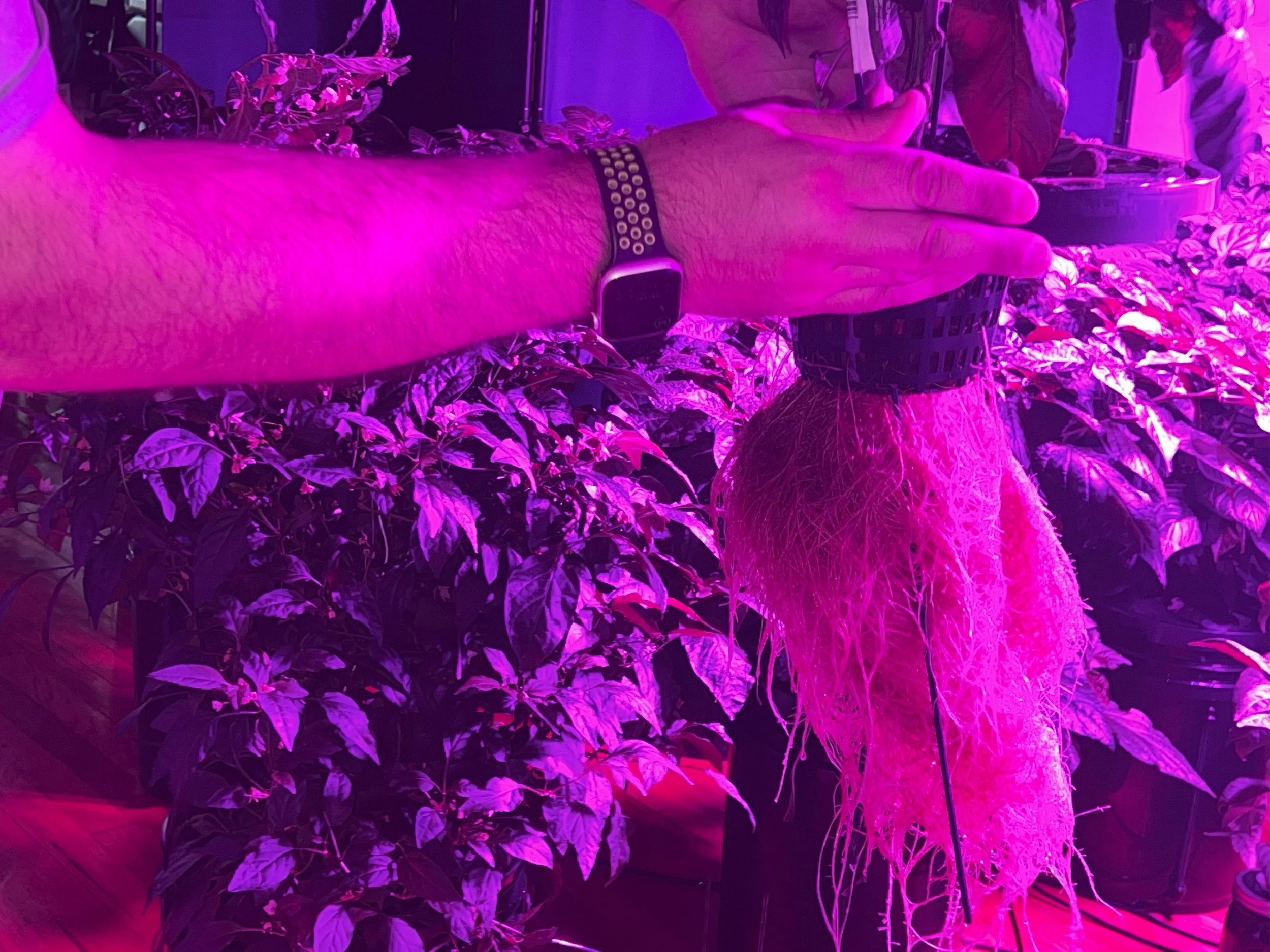 Hydroponic Roots