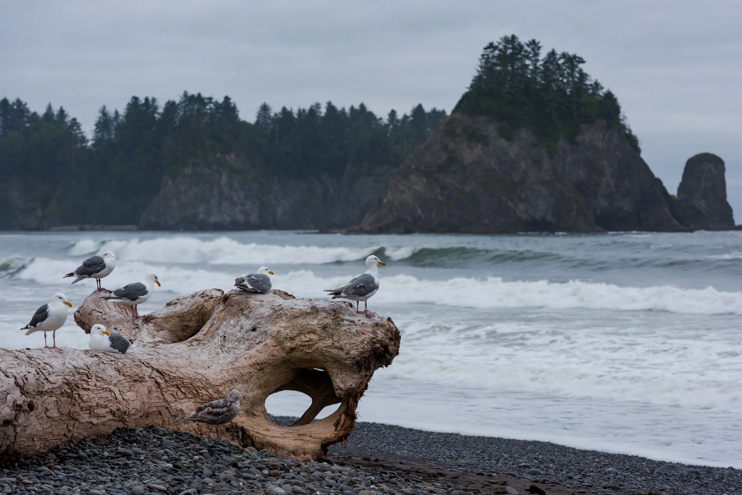 WA_Olympic_NP_Beaches_La_Push_20170702_0142-1.jpg