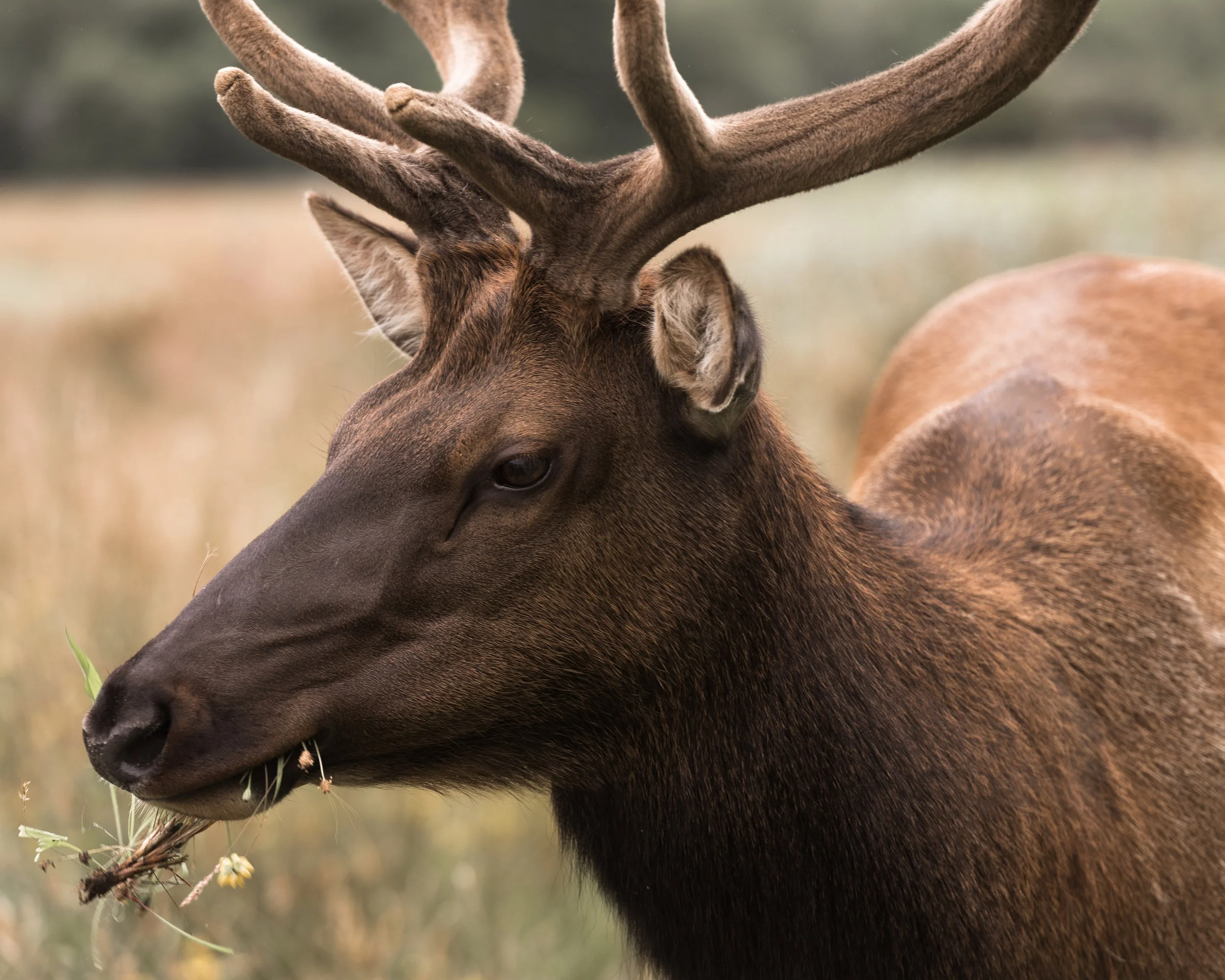 Wildlife