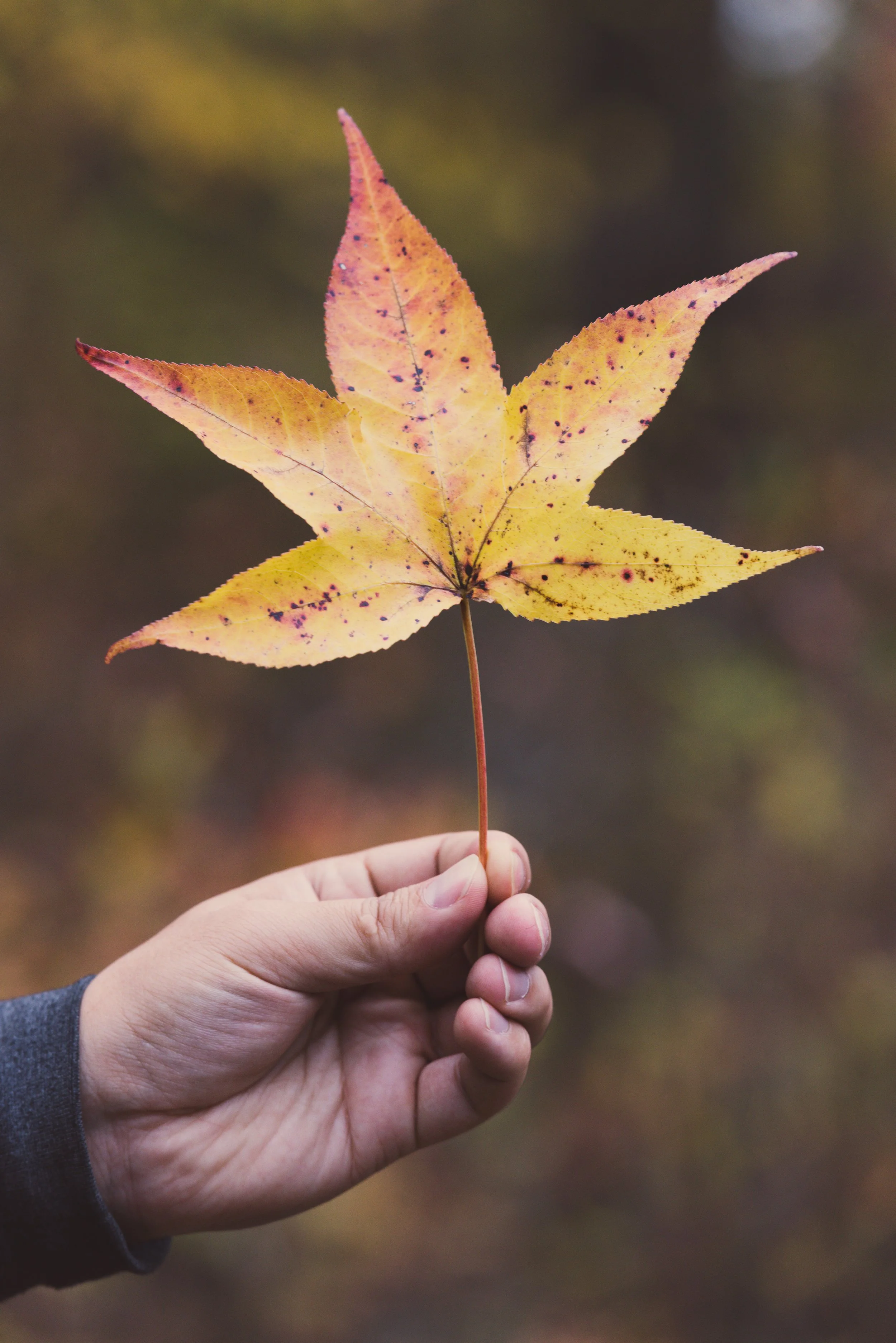 NY_Kaaterskills_Fall_Hike_2017_054October 23, 2017-1.jpg