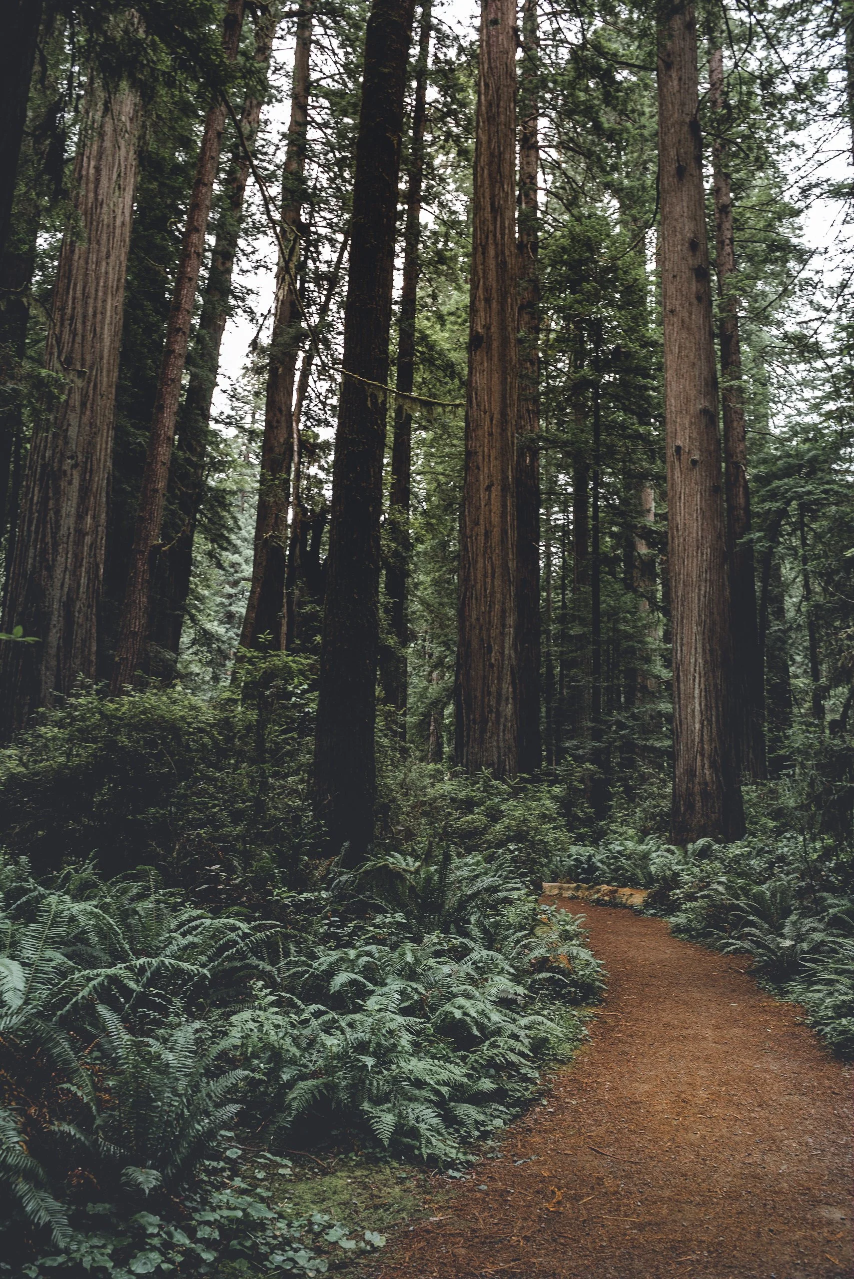 CA_Redwoood_NP_Forest_Fog_July 05, 2017_117.jpg