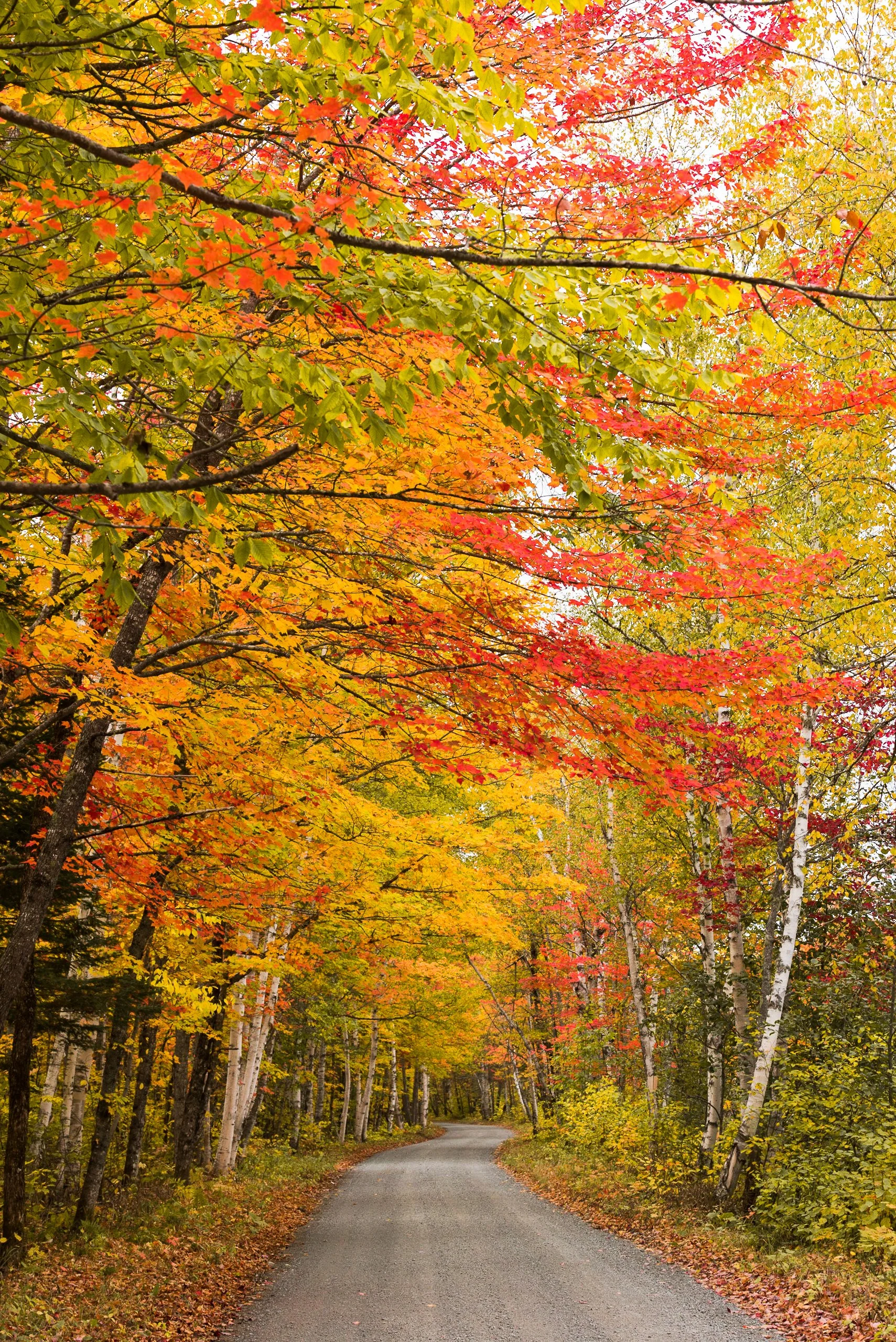 ME_Baxter_State_Park_Foliage_2017_0982017October 07, 2017.jpg