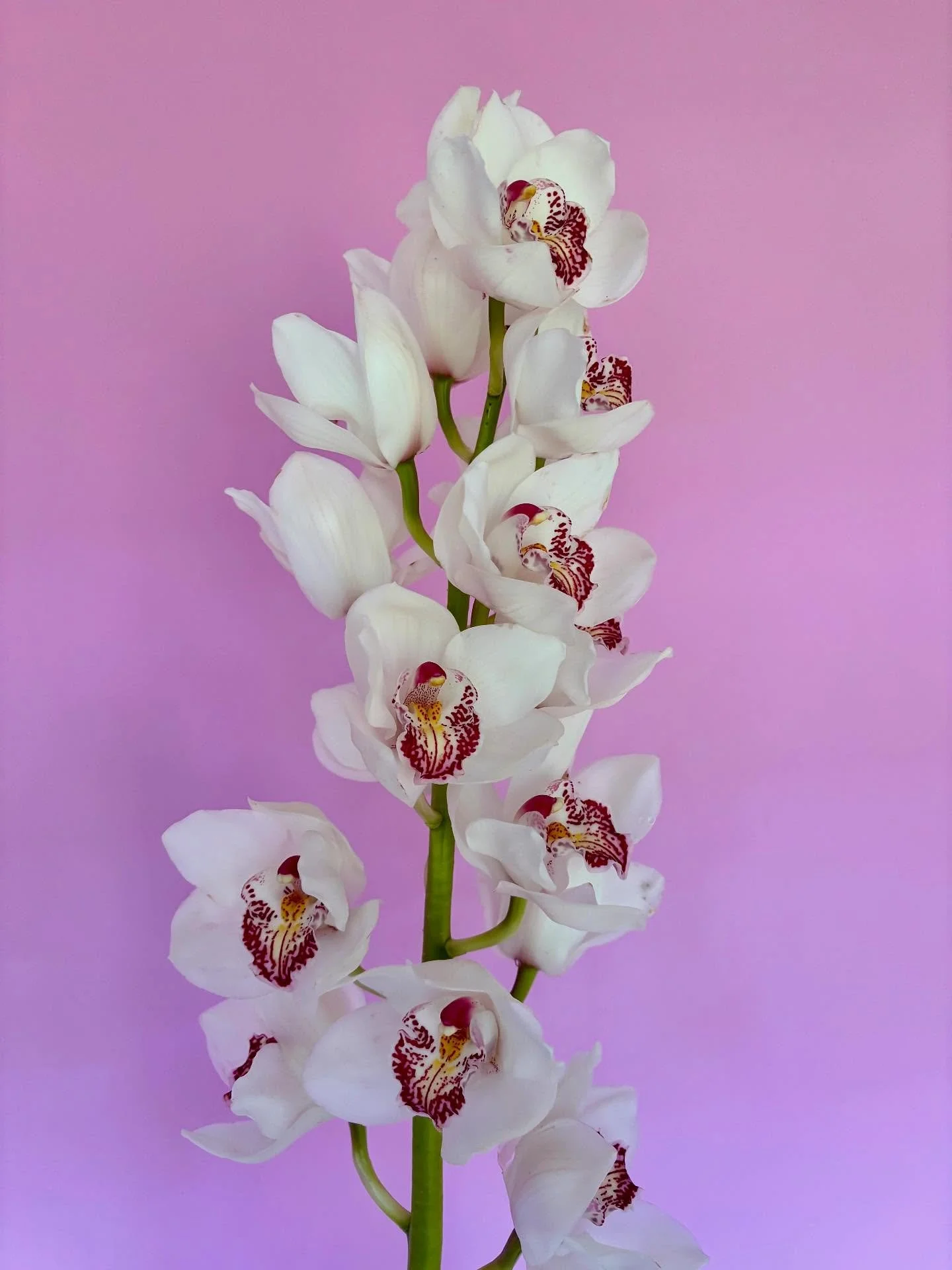 🧚&zwj;♀️✨ Hours for this week ✨🧚&zwj;♀️
Tuesday 12th 9am-5pm
Wednesday 13th 9am-3pm&nbsp;
Thursday 14th 9am-3pm&nbsp;
Friday 15th 9am-5pm&nbsp;
*Saturday 16th 9am-12pm&nbsp;*if not sold out prior.

www.billie-loufloralstudio.com.au