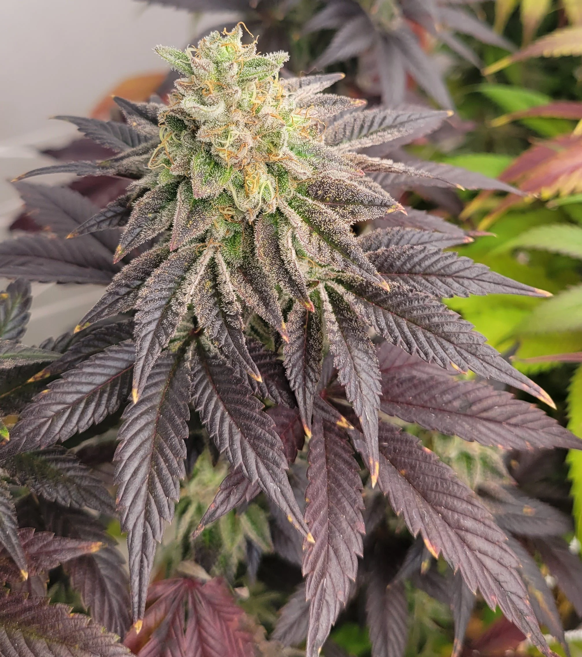 Jelly Breath S2 6 Pk — MODERN WELLNESS