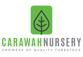 Carawah Nursery.png