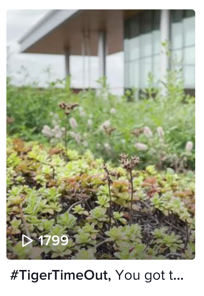 RIT TT Tiger Time Out.png