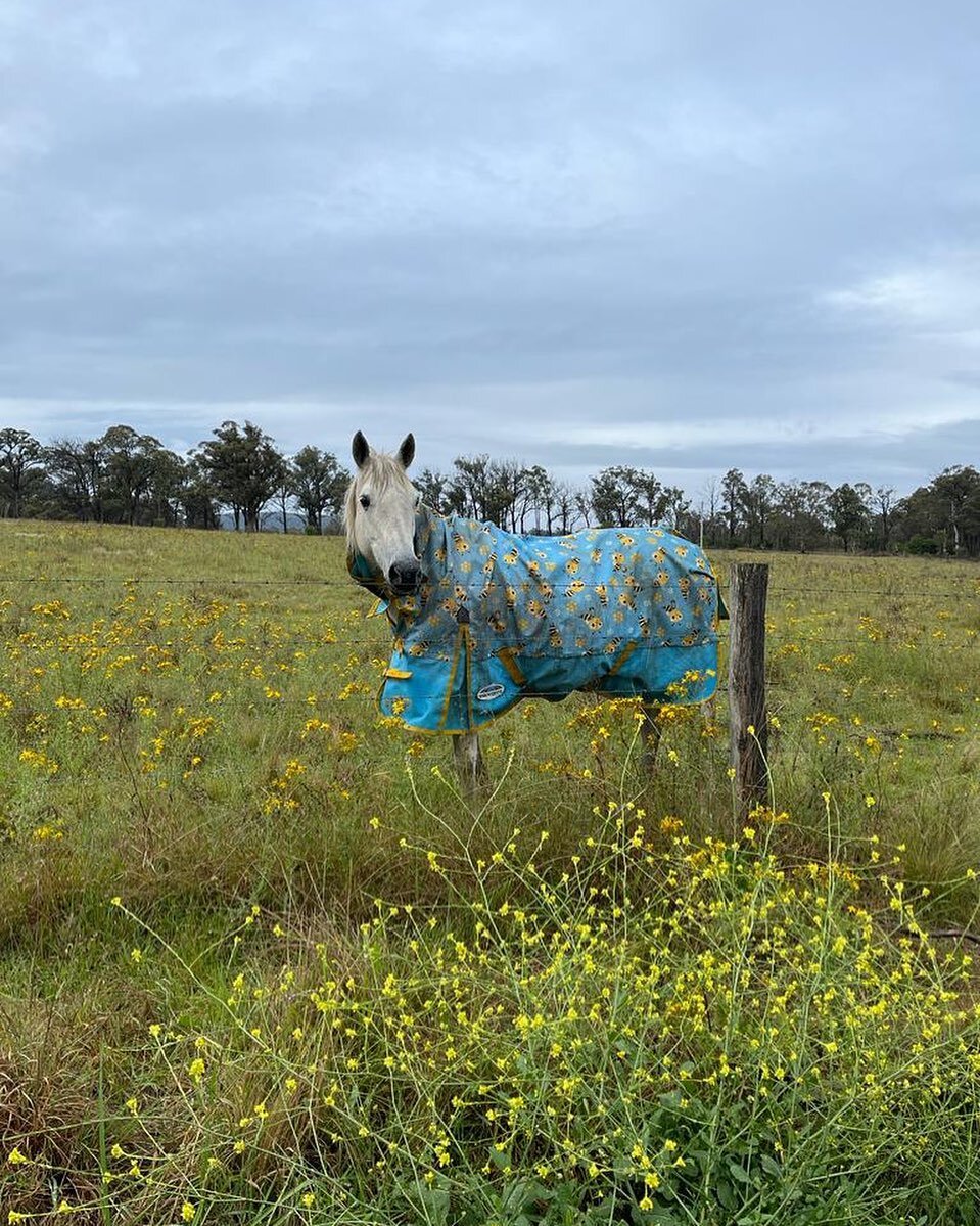 Top of the morning to you, from the neigh-bours in the next paddock (see what I did there? 🤓)
Wet and cool, I adore these cosy mornings in the Highlands ❤️

Link in bio to book your stay at @coromandelhomesteadberrima or contact @kangaroovalleyescap