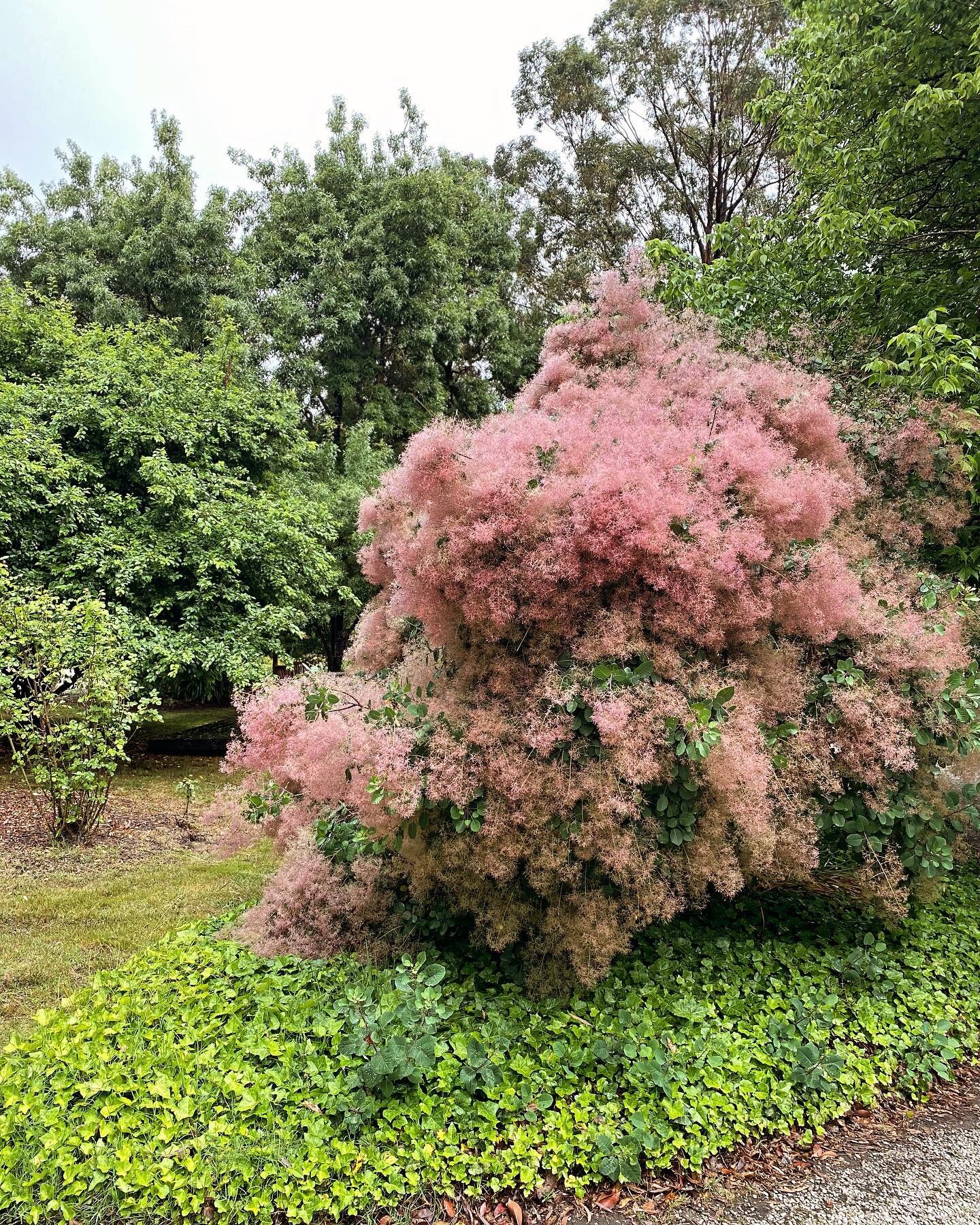 Like a gigantic puff of fairy floss, our smoke bush is in full bloom outside the Lodge. Did you know that the smoke bush has traditionally been used to cure a variety of ailments? Personally I think just looking at it is incredibly restorative 💖

Li