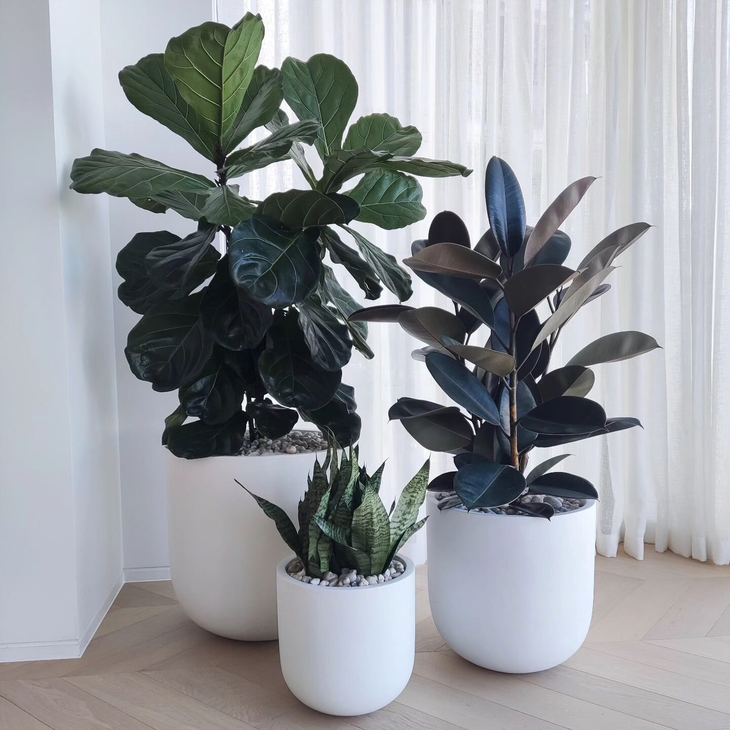 Plants by @the.garden.path 
.
Pots by @indoor_pot_supply_co 
.
.
.
.
.
\#indoorpots #indoorplantpots #indooroutdoorpots #indoorpotsonline #indoorpotsandplanters #sydney #plant #indoor #plants #indoorplants #officedesign #interiorfitout #officedecor #