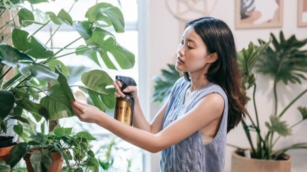 NEW BLOG POST: Treating your indoor plants for pests &ndash; DIY white oil recipe
.
https://thegardenpath.com.au/blog/
.
.
.
.
.
#indoorpots #indoorplantpots #indooroutdoorpots #indoorpotsonline #indoorpotsandplanters #sydney #plant #indoor #plants #