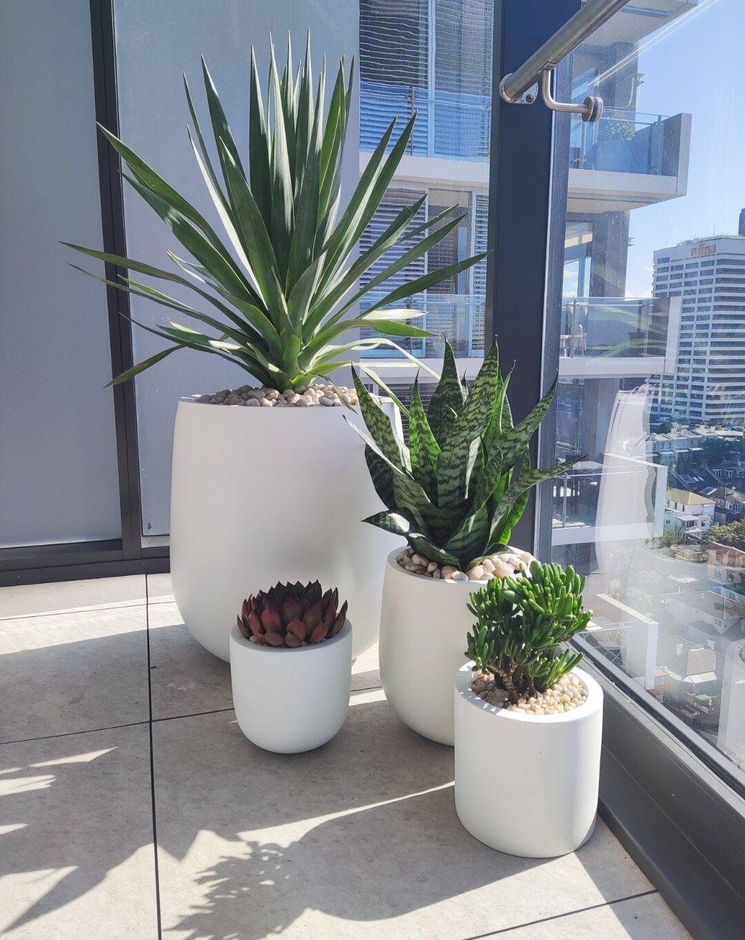 A Dracaena Draco (dragon tree) featured amongst a selection of plants all in matte white pots from @indoor_pot_supply_co 
.
.
.
.
.
#indoorpots #indoorplantpots #indooroutdoorpots #indoorpotsonline #indoorpotsandplanters #sydney #plant #indoor #plant