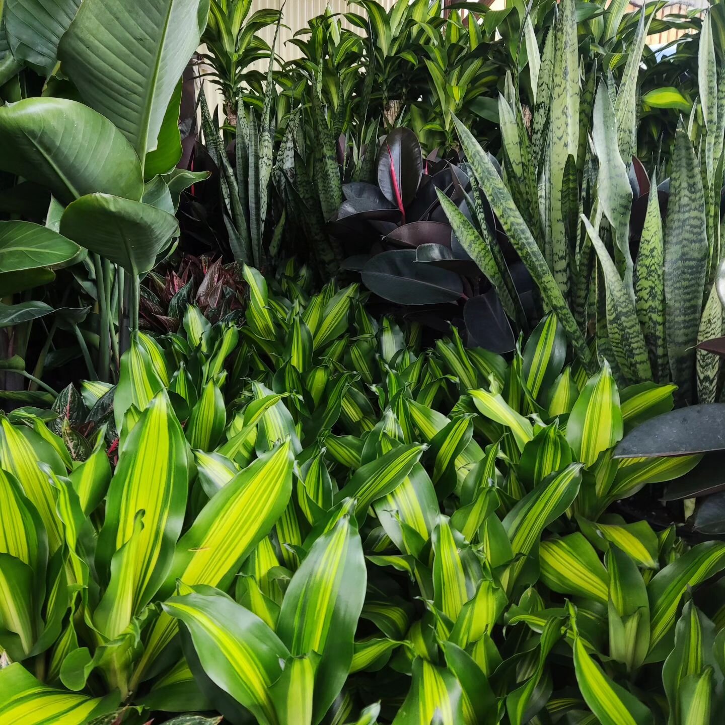 It's that time of year!! Our northern beaches nursery is full of fresh stock from our growers and ready to brighten offices Sydney wide 👌
.
.
.
.
.
#indoorpots #indoorplantpots #indooroutdoorpots #indoorpotsonline #indoorpotsandplanters #sydney #pla
