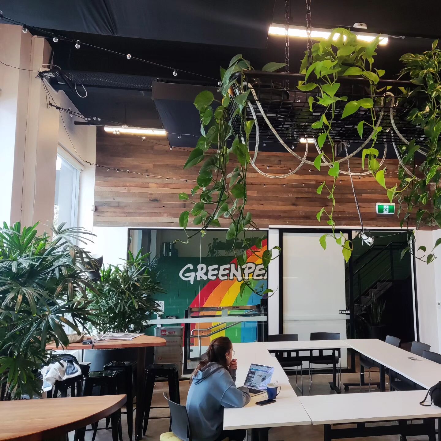 The resourceful crew @greenpeaceap Sydney repurposed a vehicle luggage rack as an XL hanging planter &ndash; love it! 👌🌿
.
.
.
.
.
#indoorpots #indoorplantpots #indooroutdoorpots #indoorpotsonline #indoorpotsandplanters #sydney #plant #indoor #plan