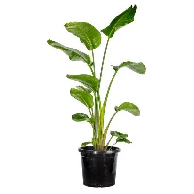 Strelitzia.jpg