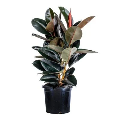 FicusElasticaBurgundy.jpg