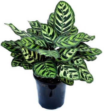 Calathea Makoyana.jpg