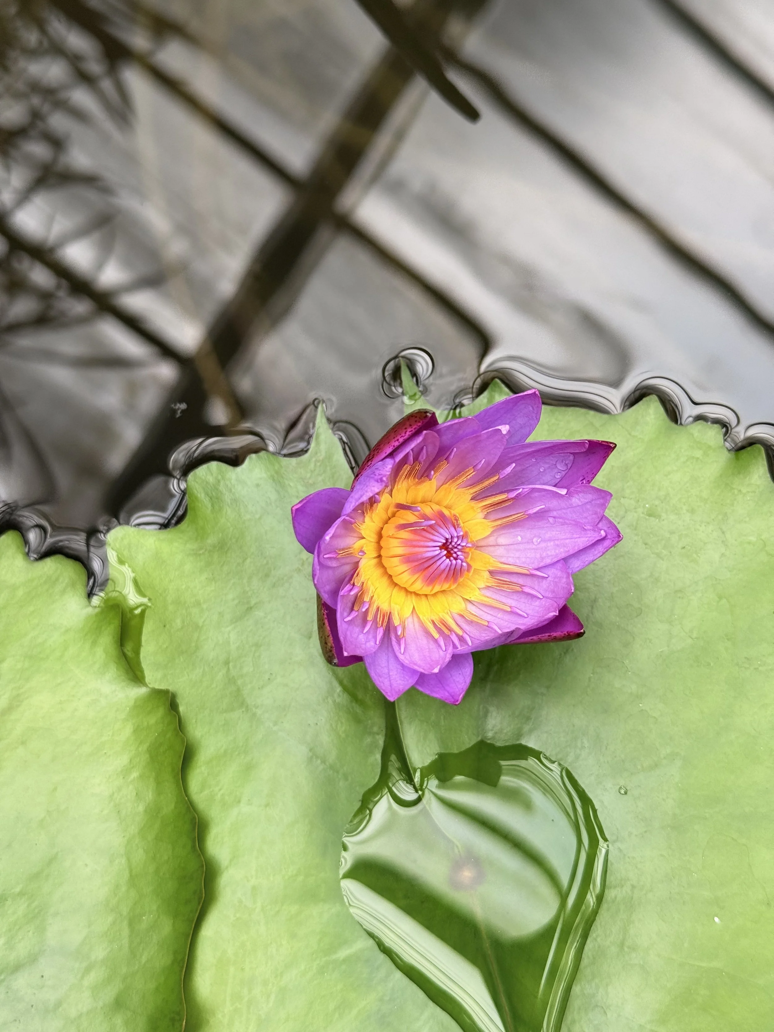 What you need to know about Blue Lotus