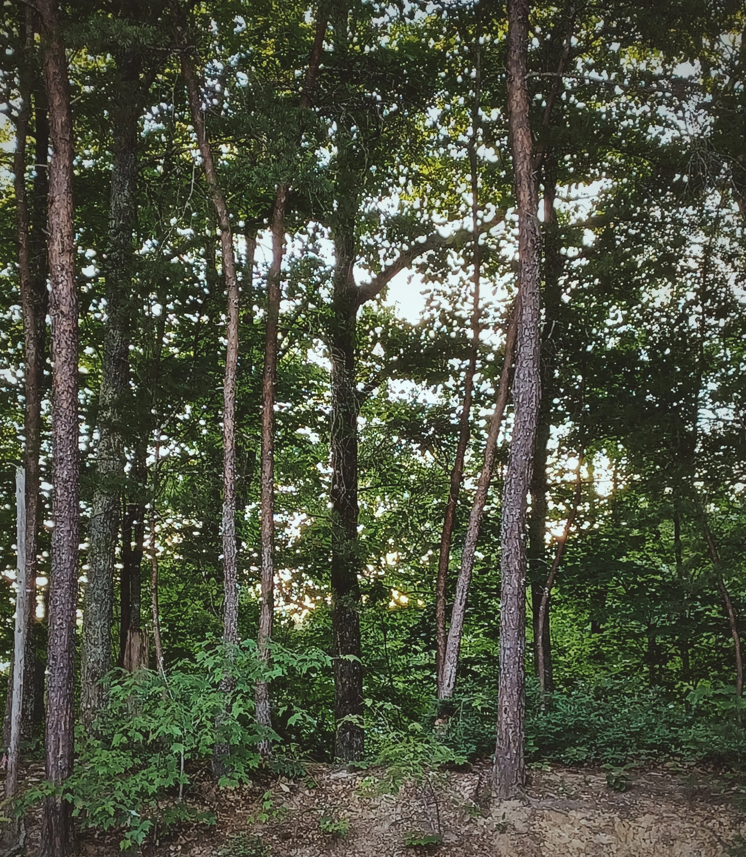 A view of a dense forest with tall trees, green foliage, and a dirt path at the bottom. Sunlight filters through the leaves.