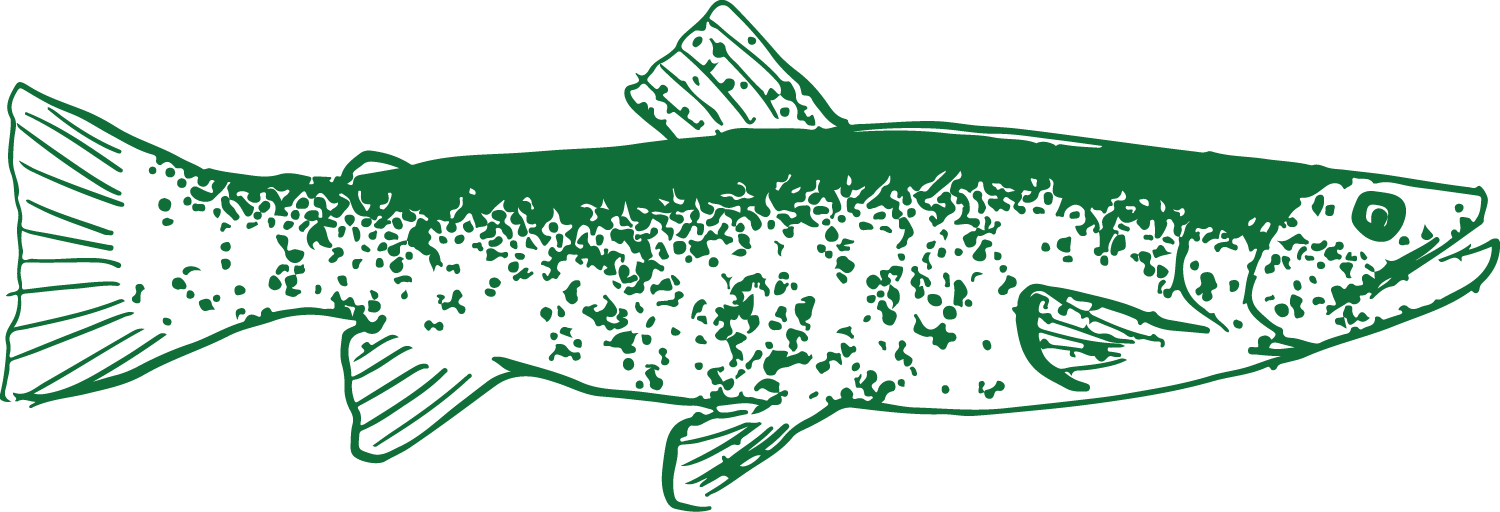 Green line drawing of a fish