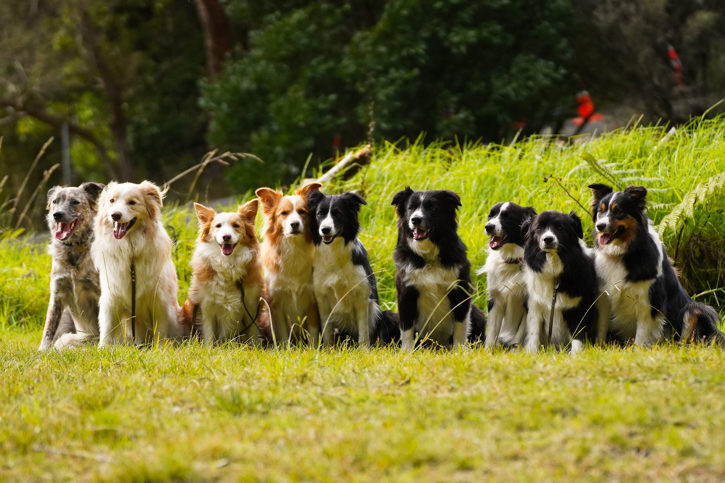 Nine Border Collies