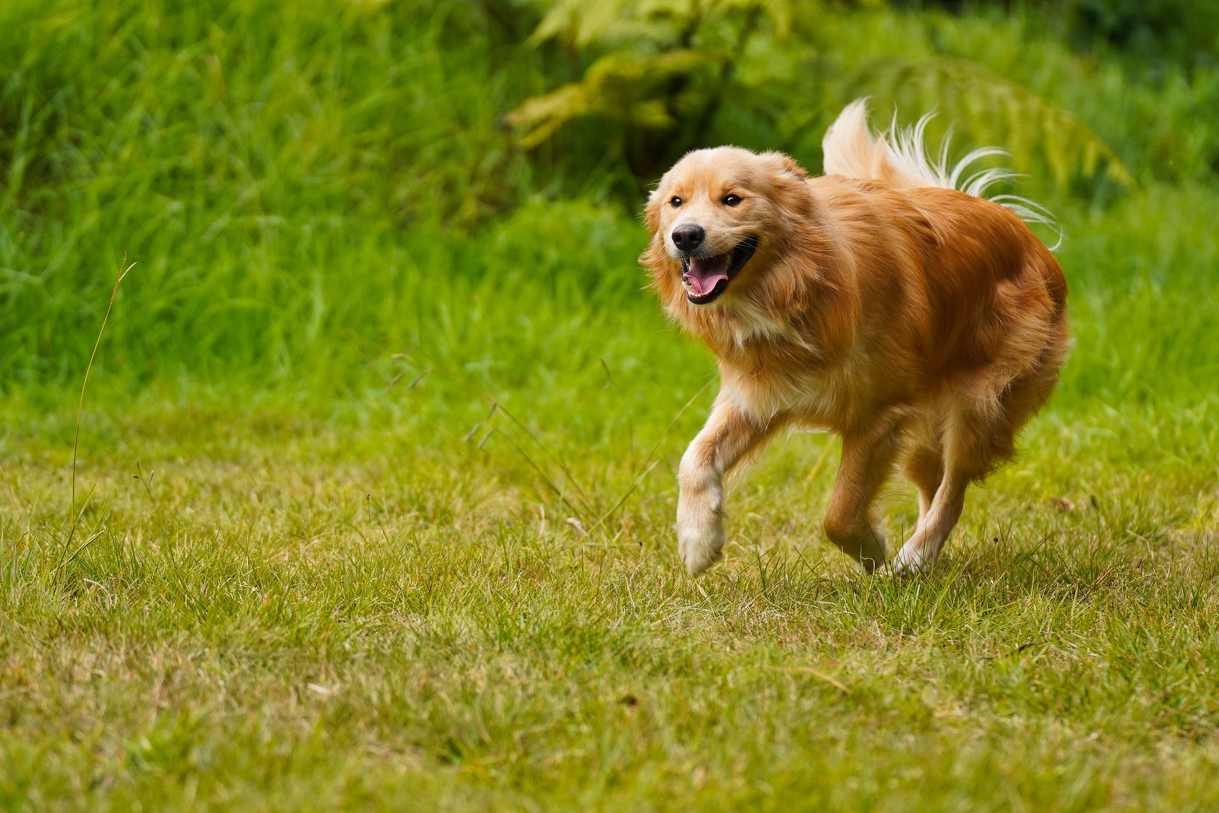 Gollie running in the grass