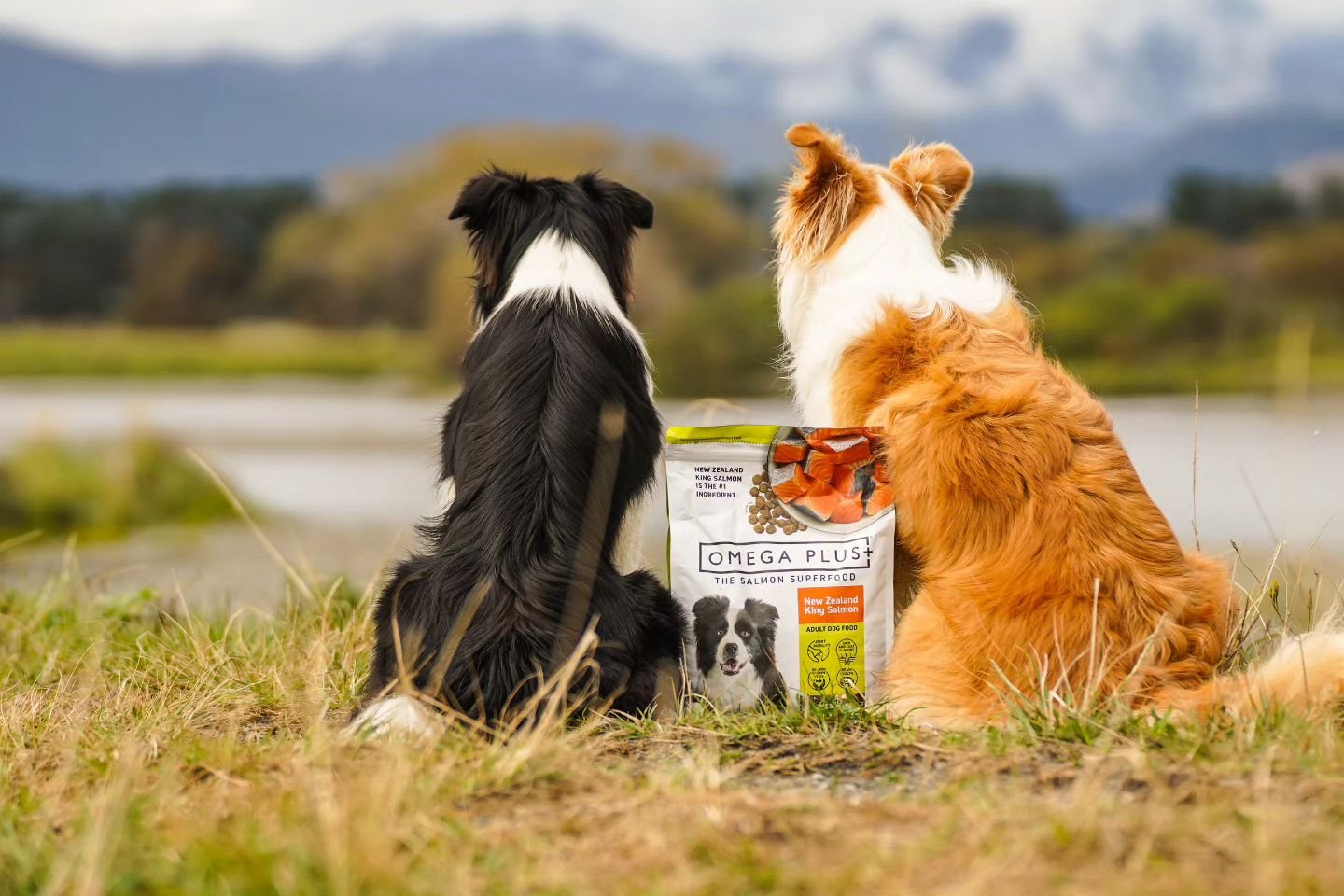 Best captions get @omegaplusnz dropped off at their house! 🐟
Welly Dogs Clients only 🖤💛

#dogsofwellington #dogsofnewzealand #dogtreats #bordercollie #bordercolliesofinstagram #wellington