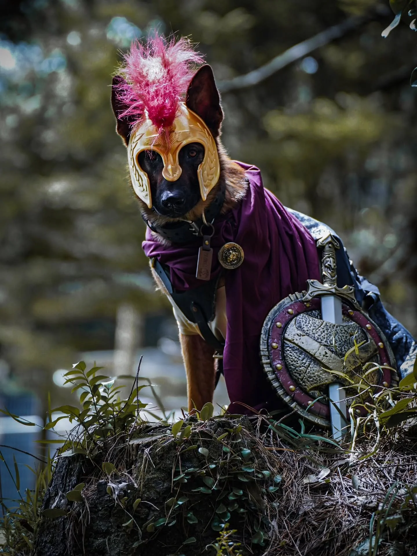 Temper has risen as King Leonidas, Spartan leader and defender of the pack. 🛡️⚔️
Prepare yourselves&hellip; Halloweek kicks off next week, from Tuesday 28 October -  Monday 3 November. 🎃
It&rsquo;s going to be epic! 🐾

If your dog&rsquo;s costume 