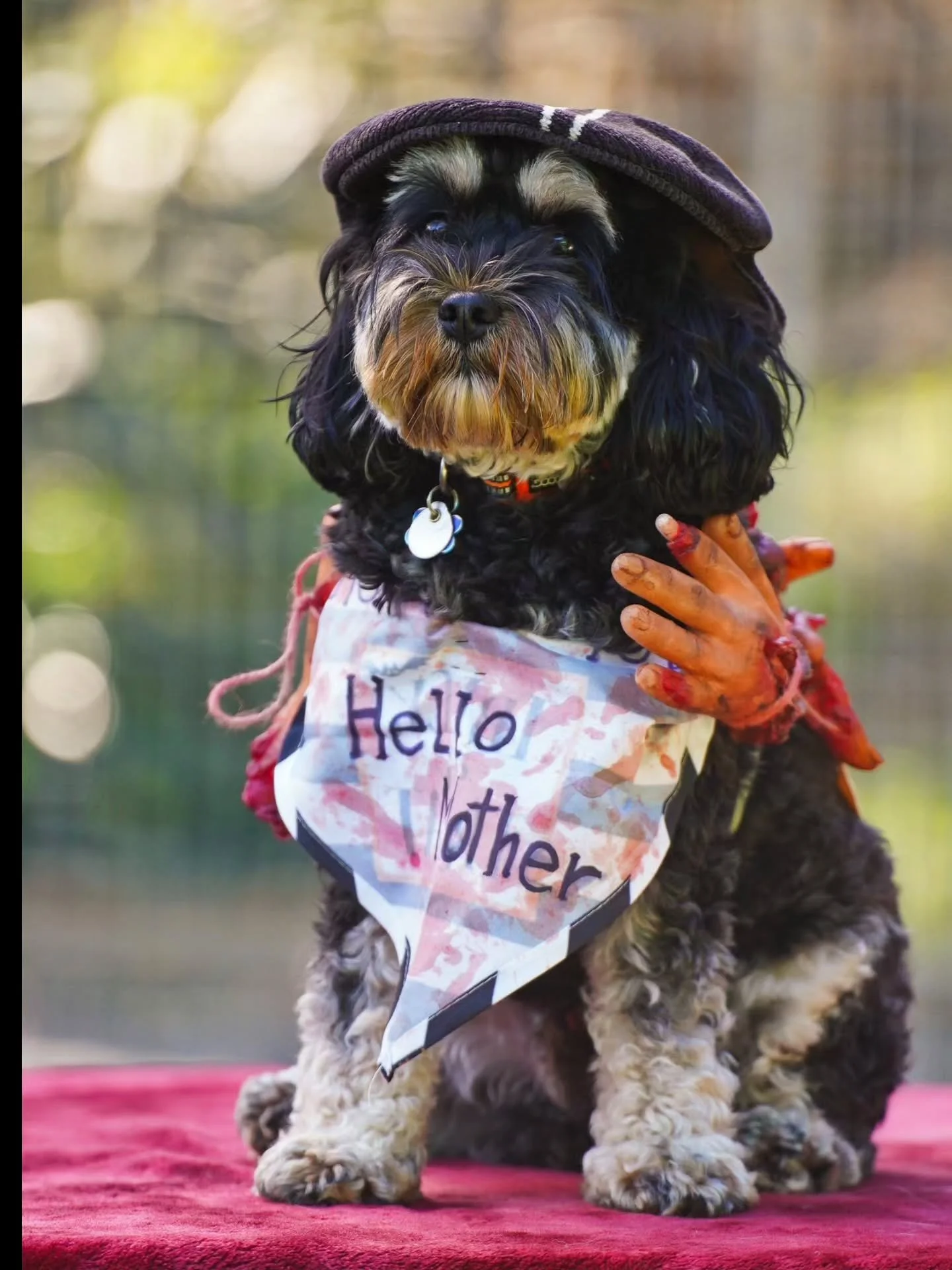 A few of todays amazing Halloweek costumes!!! 🦖👹

#Halloween #halloweencostume #doghalloween #dogsofnewzealand #dogsofwellington #dogdofinstagram
