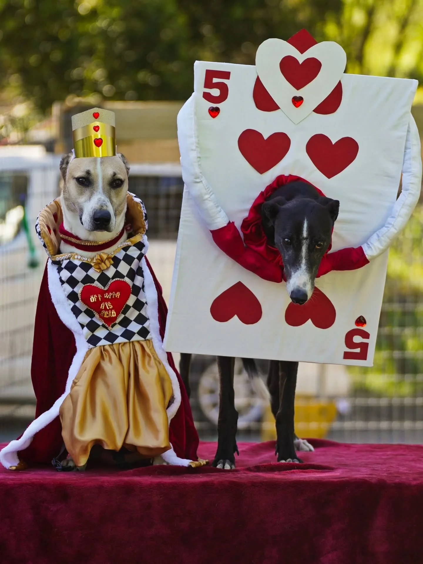 The Halloweek competition keeps getting hotter!!! ❤️&zwj;🔥🎃

#dogsofnewzealand #dogsofinstagram #halloween #halloweencostume