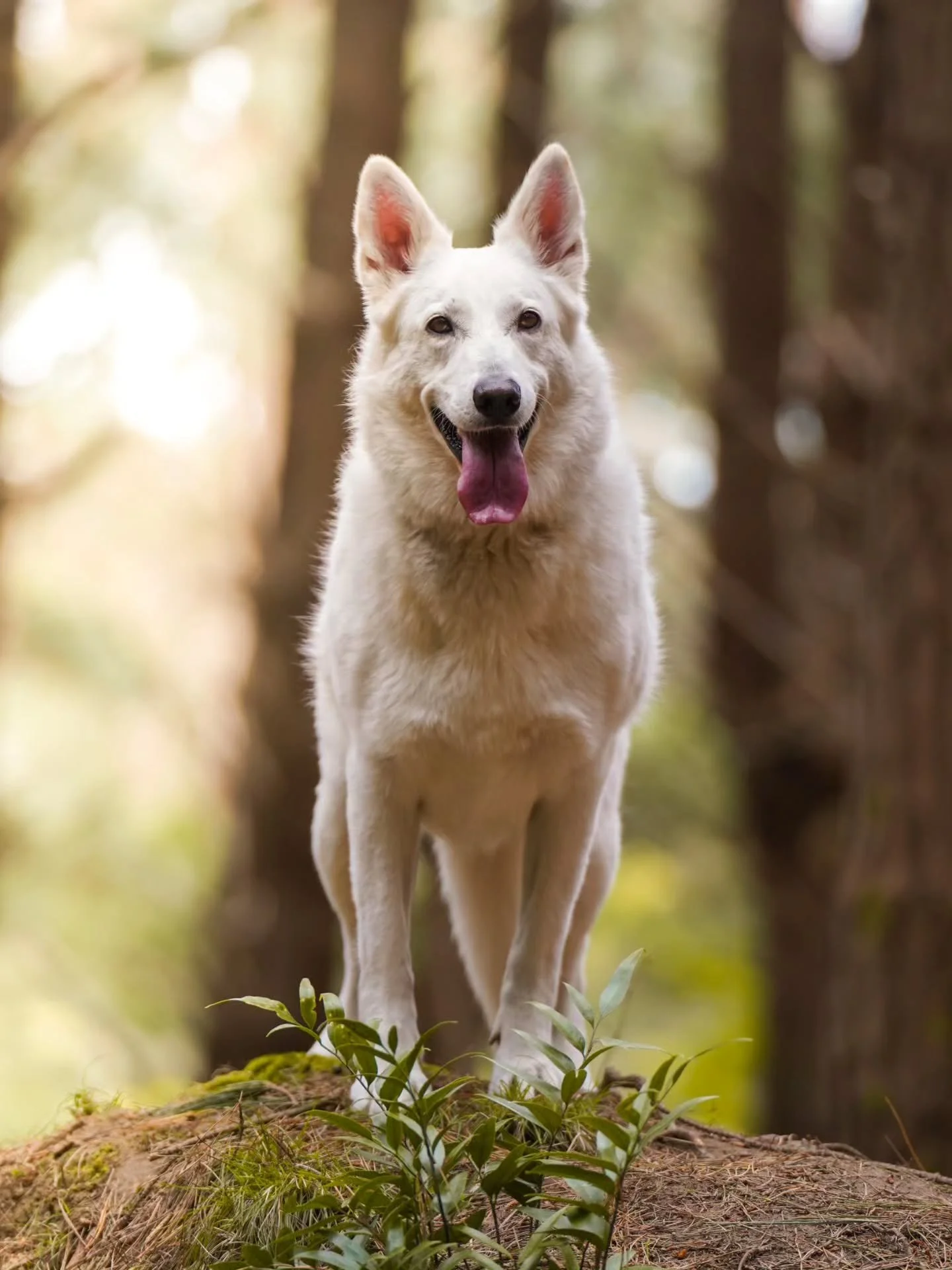 The Halloweek 2025 winner prizes!!! They each got a beautiful printed canvas. 
Juno (1st place) got 10 digitals as well. 

Hope you all enjoyed Halloweek. Gear up and idea bank for next years competition!
