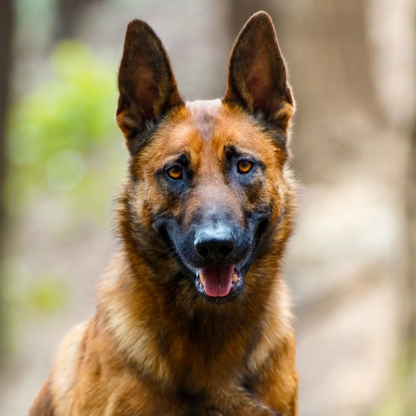 Happy 3rd Birthday Dupe!!! (Temperrr) 🐺
He's not one for parties, but he always lives every day to the fullest.