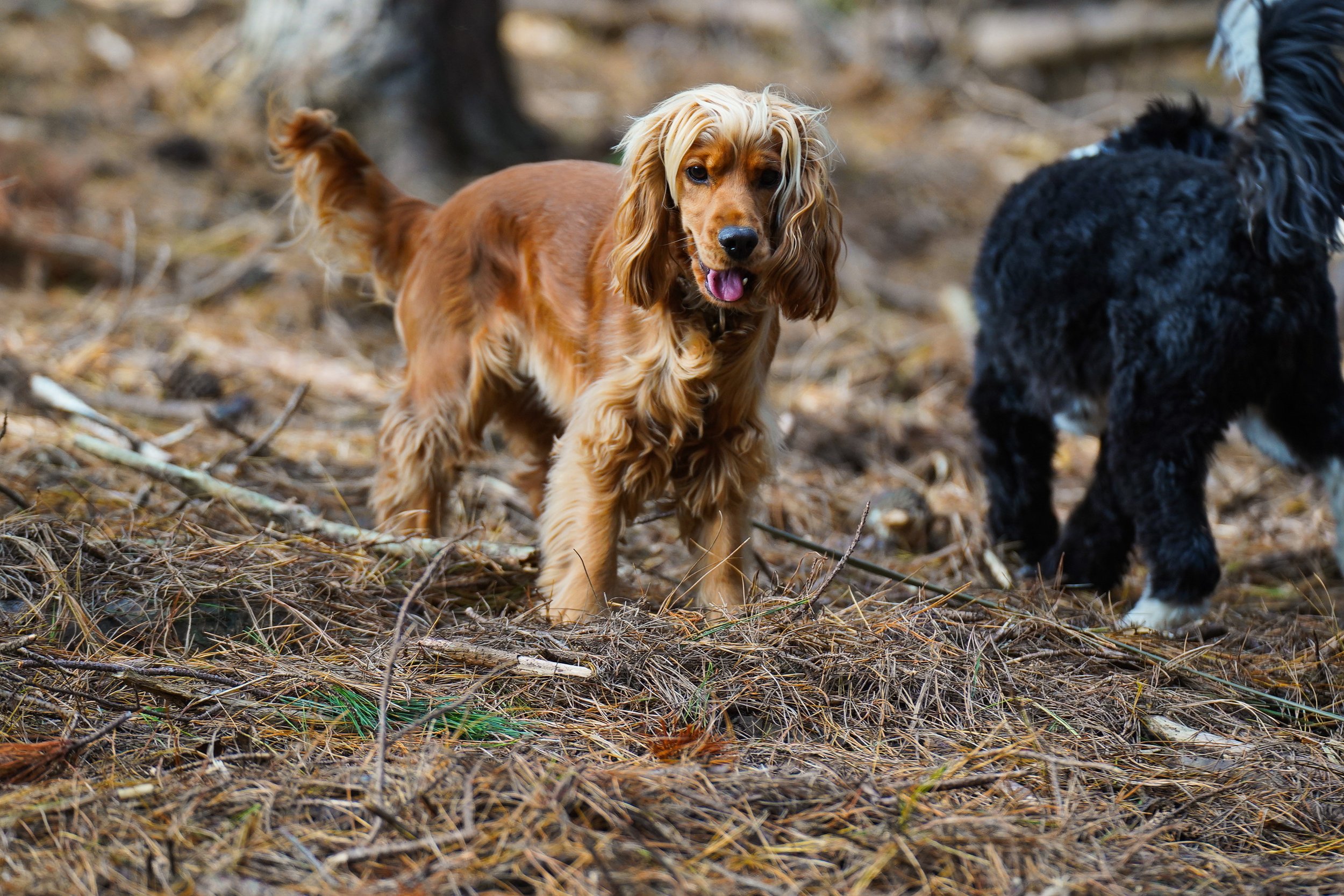 Cocker Spaniel in the woods