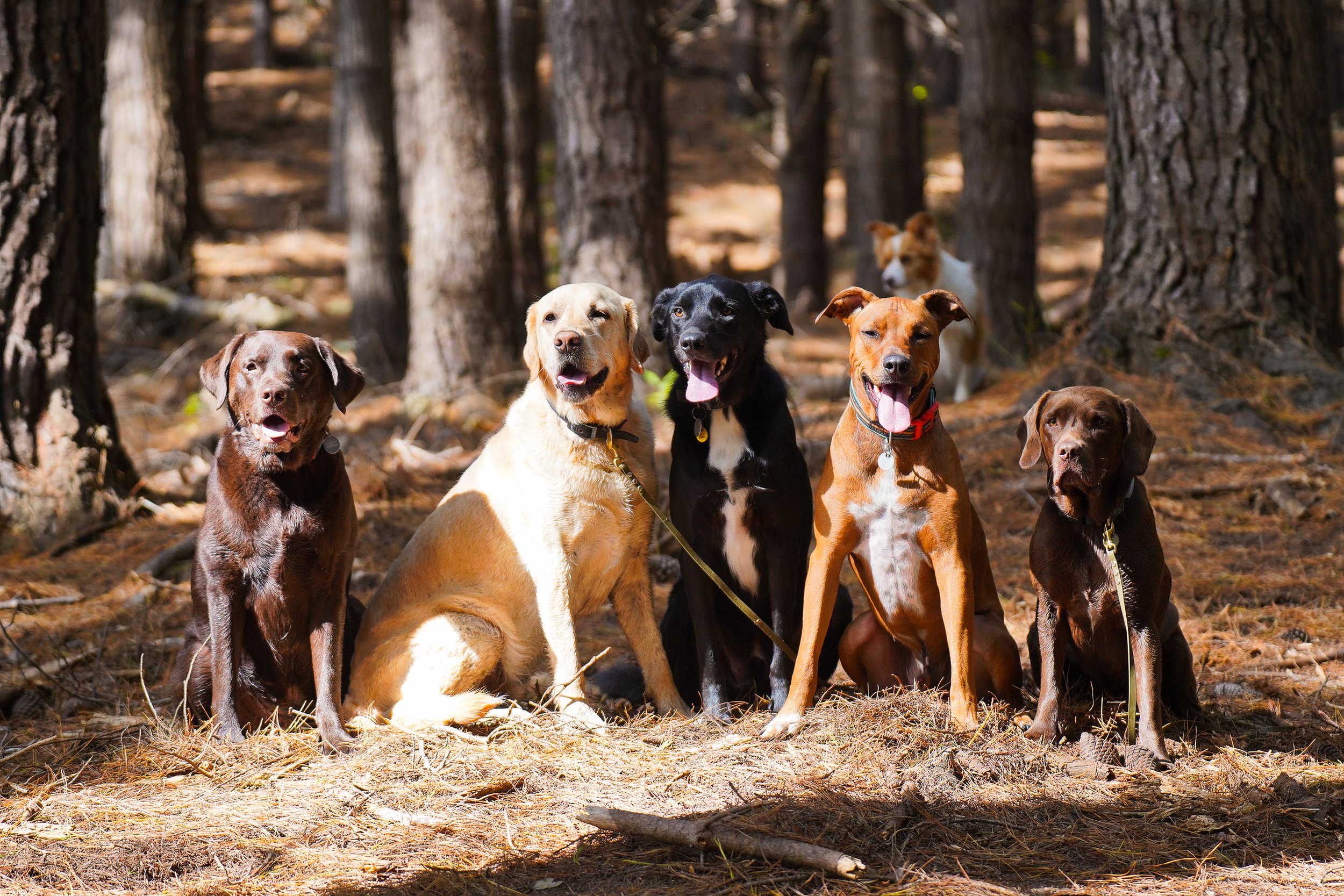 Dogs in the woods