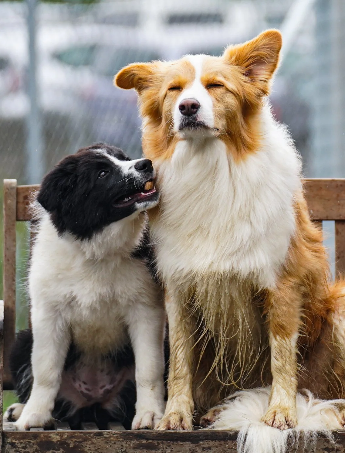 Weym Dogs Info — WELLY DOGS
