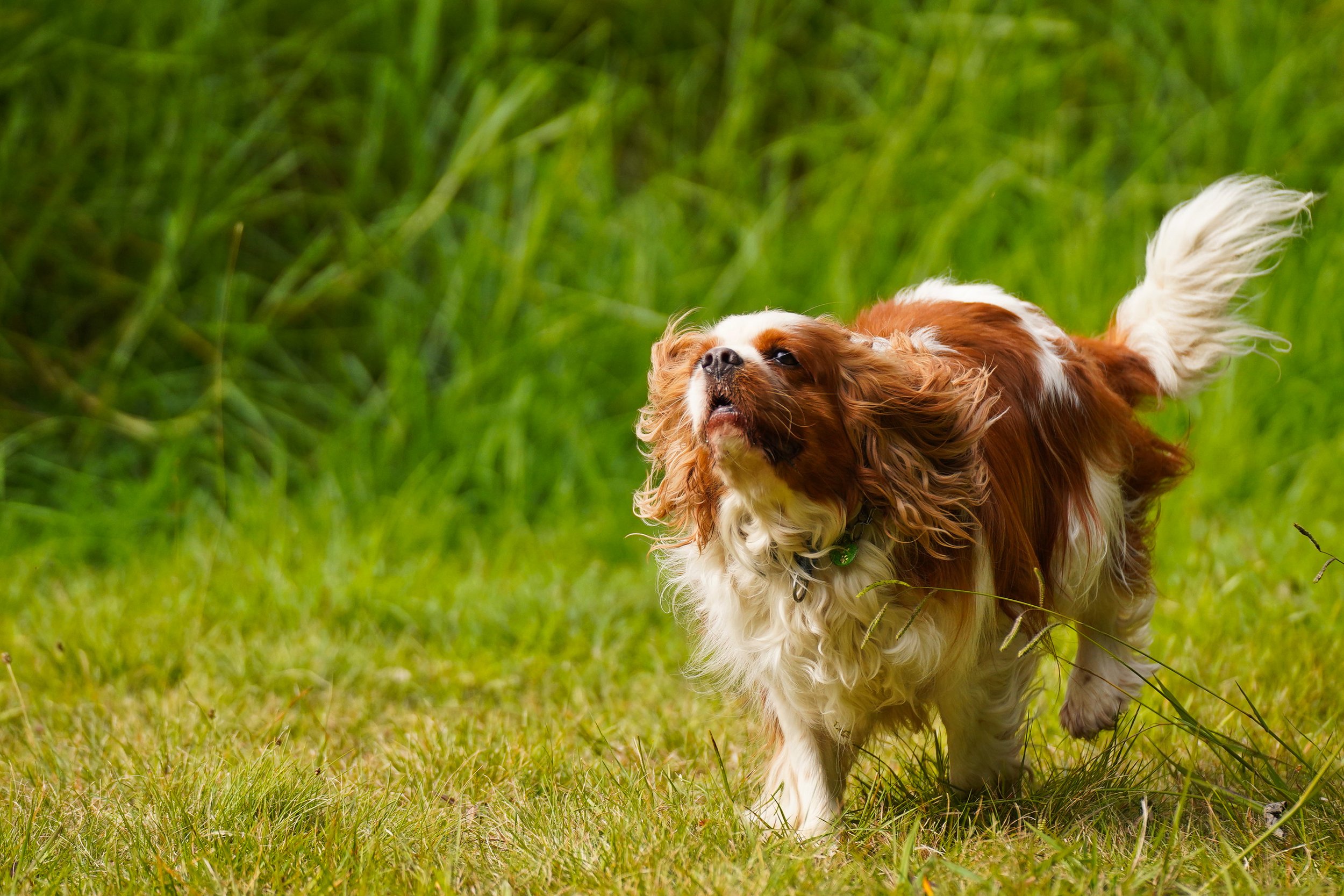 Cavalier King Charles Spaniel running in the grass