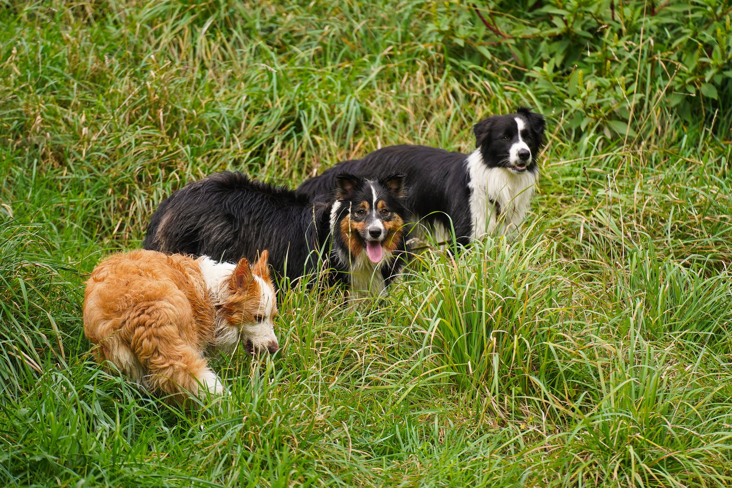 Border Collies in grass