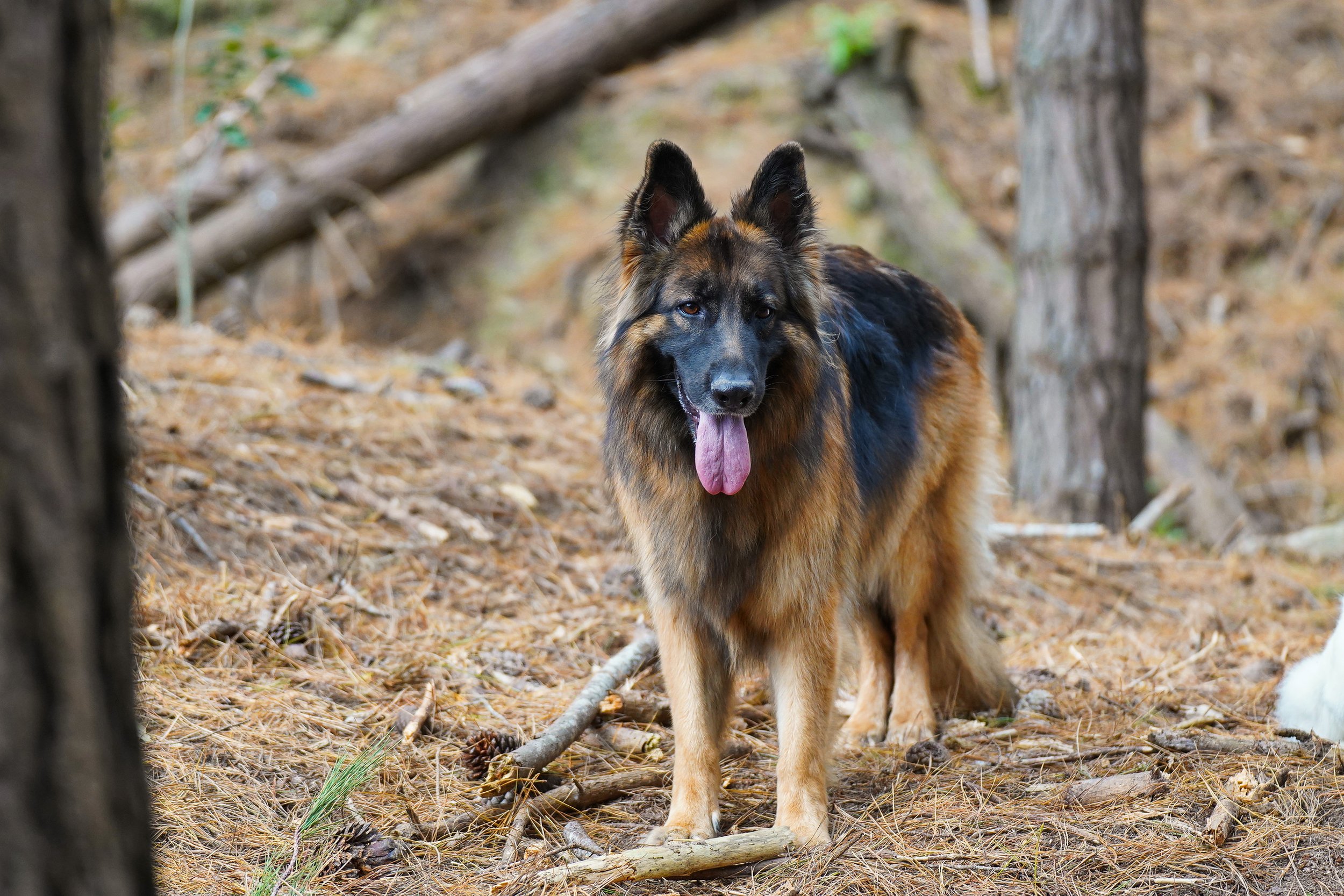 Long hair German shepherd in the woods
